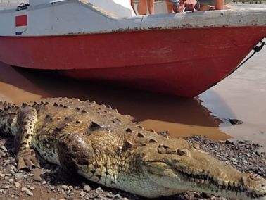 Crocodile safari - photo 16